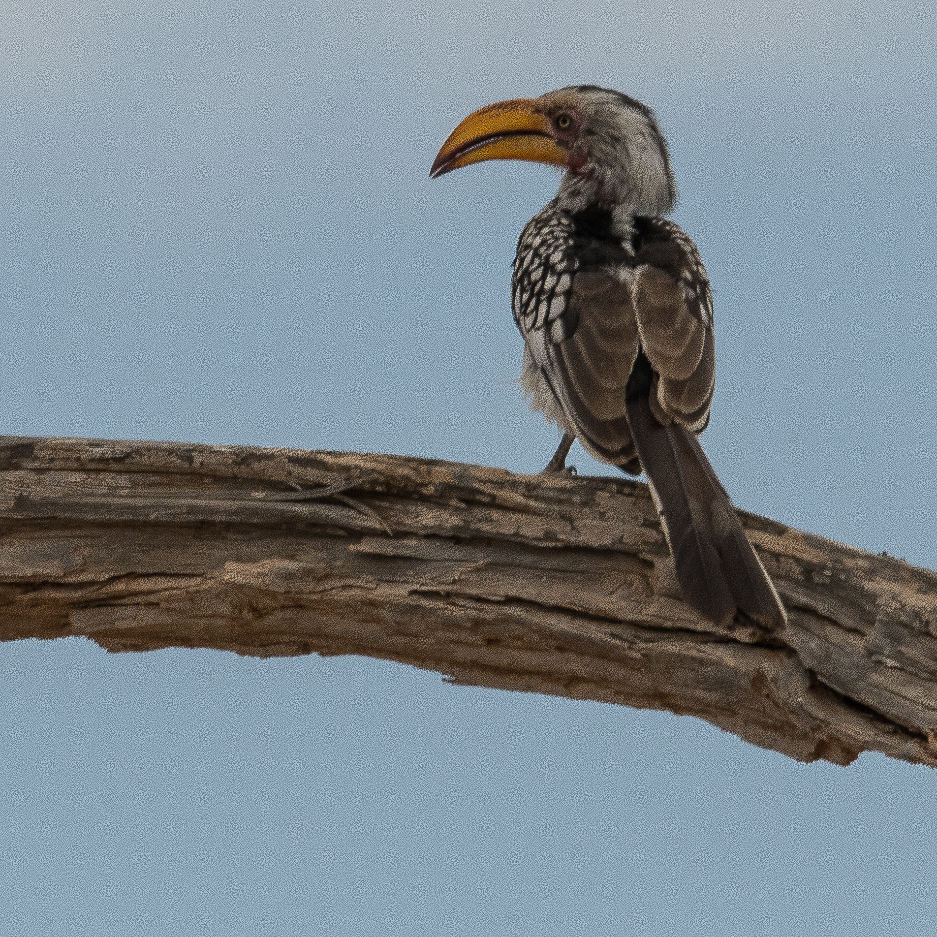 Calao leucomèle adulte (Southern Yellow-billed Hornbill, Tockus leucomelas), vallée de l'Hoanib, Kaokoland, Namibie.